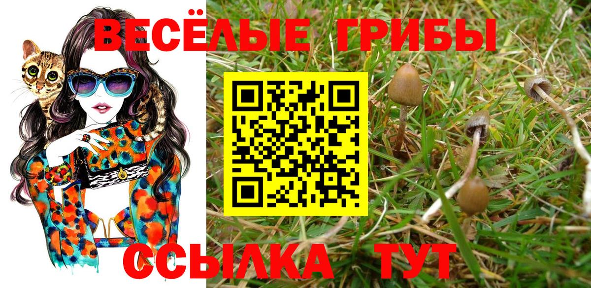 Псилоцибиновые грибы Psilocybine cubensis  Вход с VPN  Губаха 